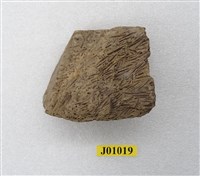 藏品(Ditrupa 蟲管化石(外模))的圖片